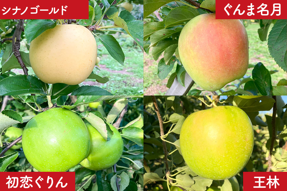 りんご 家庭用 りんご 品種おまかせ詰め合わせ 約 5kg (16~20玉程度)  前田りんご園 青森 果物 フルーツ 林檎 リンゴ くだもの 予約