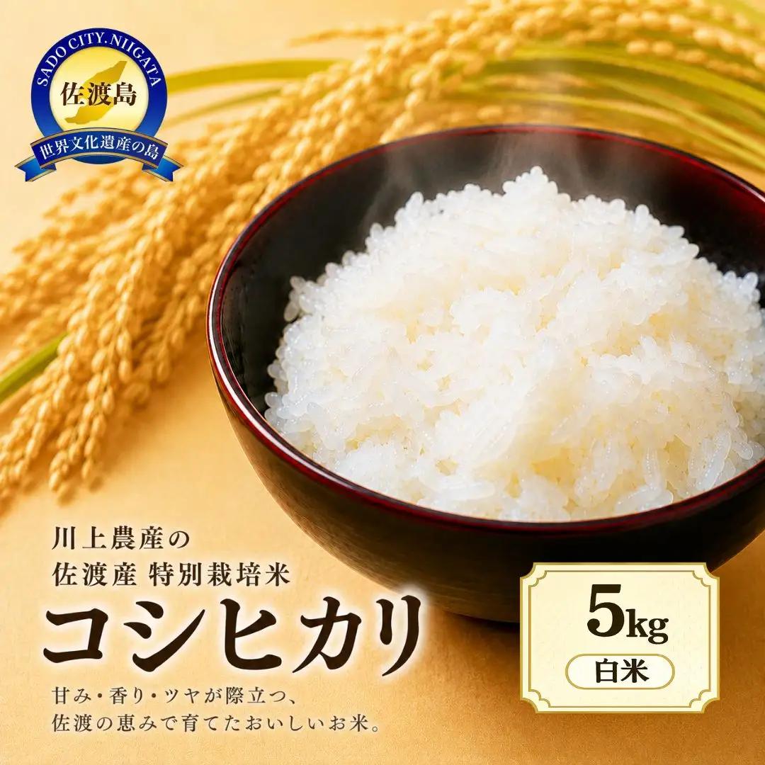 令和8年産 佐渡産コシヒカリ 5kg 精米 川上農産