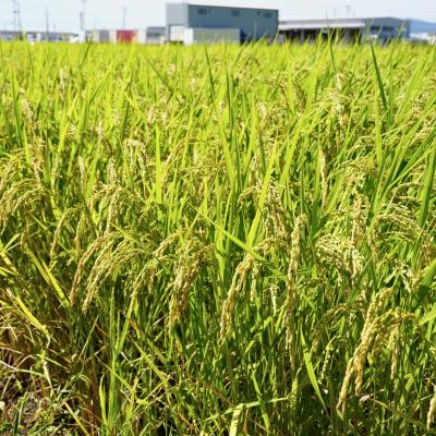 ふるさと納税 三条市 先行受付 新潟県三条市産 コシヒカリ(従来種) 精米 5kg 令和7年産 【015S196】 |  | 01