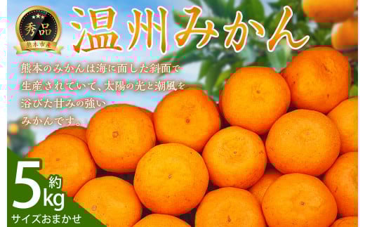 温州みかん 秀品約 5kg サイズおまかせ【2025年9月上旬～2026年2月下旬迄発送予定】みかん 果物 くだもの フルーツ 柑橘