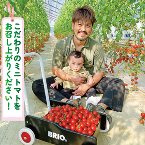 【訳あり】 ミニトマト 3kg ＼ 品種おまかせ ／ 2種以上