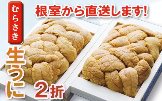 A-71004 ムラサキウニ70～80g×2折[7月上旬以降発送]