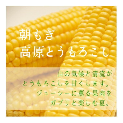 【ふるさと納税】【朝もぎ高原とうもろこし】6本・約2.5kg　南信州 売木村産 甘味抜群の特産品!【配送不可地域：離島】【1321601】