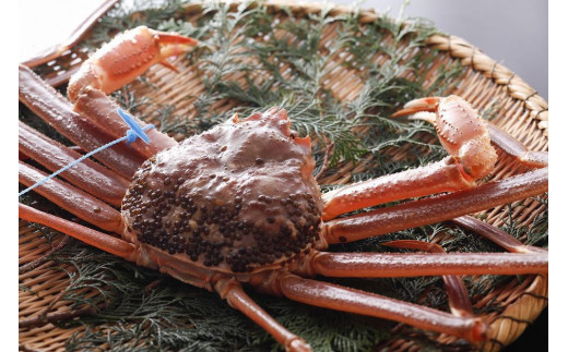 【先行予約】【kinosaki spa&gardens　湯楽使用】タグつき 活松葉ガニ　約800ｇ