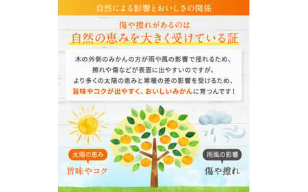 尾崎 温州 みかん 約 10kg 柑橘 フルーツ 果物 名産地 天水ﾐｶﾝﾐｶﾝﾐｶﾝﾐｶﾝﾐｶﾝﾐｶﾝﾐｶﾝﾐｶﾝﾐｶﾝﾐｶﾝﾐｶﾝﾐｶﾝﾐｶﾝﾐｶﾝﾐｶﾝﾐｶﾝﾐｶﾝﾐｶﾝﾐｶﾝﾐｶﾝﾐｶﾝﾐｶﾝ