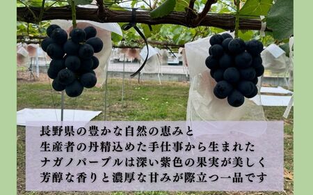ナガノパープル約1kg（2~3房）|ナガノパープル ナガノパープル ナガノパープル ナガノパープル ナガノパープル