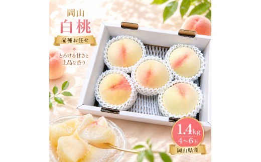 
                  【2026年先行予約】岡山の桃 完熟岡山白桃 約1.4kg 4～6玉【2026年6月下旬から順次発送】もも 桃 モモ くだもの フルーツ 果物 産地直送 農家直送 岡山県産【kbmm002】
                