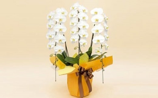 
                  《お花の回数券シリーズ》トップフローリスト厳選の胡蝶蘭３本立ちの回数券×５枚| 花 花束 胡蝶蘭 記念 サプライズ ギフト プレゼント 神奈川県 小田原市 
                