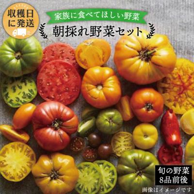 ふるさと納税 糸島市 朝採れ糸島 野菜 セット ( 8品前後) [AGE003]