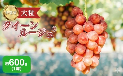 2026年産 ぶどう クイーンルージュ 約600g（1房）果物 フルーツ デザート 信州 長野 駒ケ根市