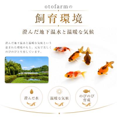 ふるさと納税 指宿市 【温水育ち】金魚ミックス5匹(IB148-002) |  | 01