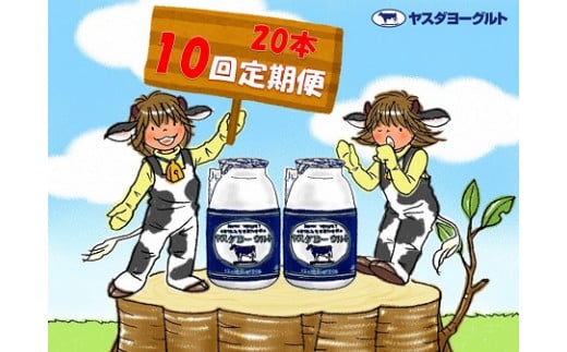 【10ヶ月定期便】 ヤスダヨーグルト 150g×20本×10回 小ボトル  無添加 搾りたて こだわり生乳 濃厚 飲むヨーグルト のむよーぐると 1B10091