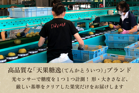 【2026年先行予約】「天果糖逸（てんかとういつ）」 新潟県産和梨 新王 約5kg（8～10玉）《9月下旬～配送予定》 しんおう 加茂市 えちご中越農業協同組合