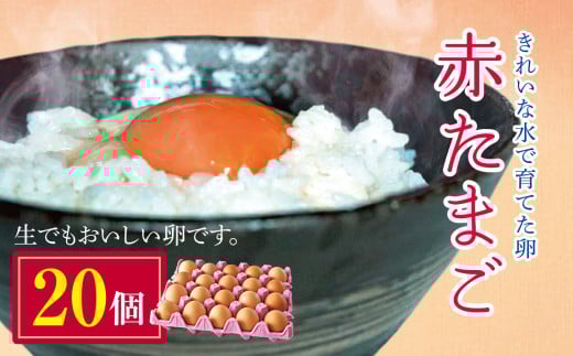 2週間以内に発送 きれいな水で育てた卵 赤たまご 20個  | 早く届く すぐ すぐ発送 保坂農場  赤卵 赤玉 赤い卵 銘水 卵 たまご 君津市産 千葉 君津 きみつ 房総
