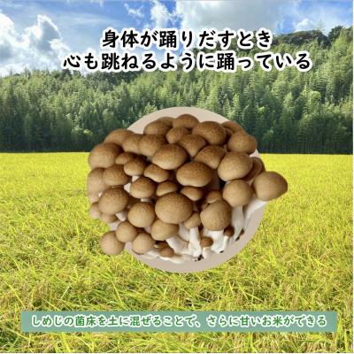 ふるさと納税 鹿嶋市 令和7年産新米　栽培期間出来るだけ農薬を減らして作る「かすみ米」精米5kg茨城県共通返礼品・潮来市産 |  | 01
