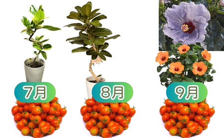 モリヒロ園芸が育てたお花とトマトの12ヶ月定期便 植物 野菜 ミニトマト 