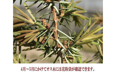 ジュニパーベリー特大苗(西洋ネズ)オス木・メス木セット Juniperus communis 樹高100から120cm前後 口径21cm スリット鉢植え【Herb＆Rose】[BHCQ001]
