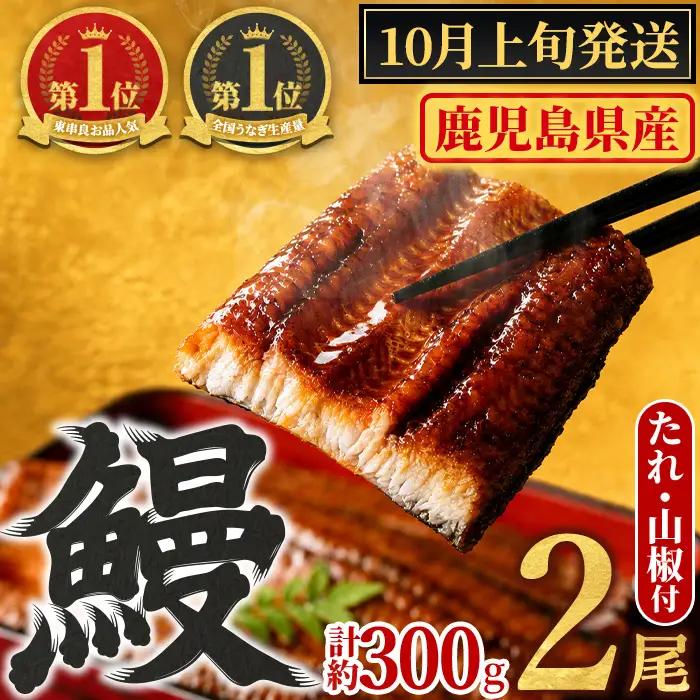 【0104347a-2610】＜10月上旬発送予定＞東串良町のうなぎ蒲焼(無頭)(2尾・計約300g・タレ、山椒付) うなぎ 高級 ウナギ 鰻 国産 蒲焼 蒲焼き たれ 鹿児島 ふるさと 人気 【アクアおおすみ】