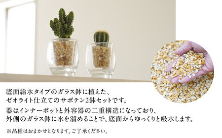 サボテンのゼオライト植え 2鉢セット【底面給水ガラス鉢】観葉植物