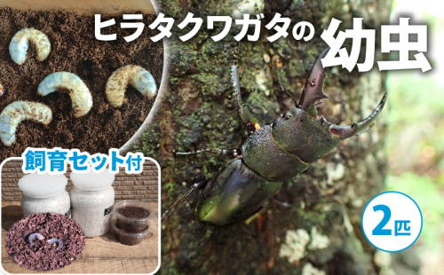 ヒラタクワガタ（幼虫・２匹）飼育ボトル付【配送期間は1月下旬～4月上旬】