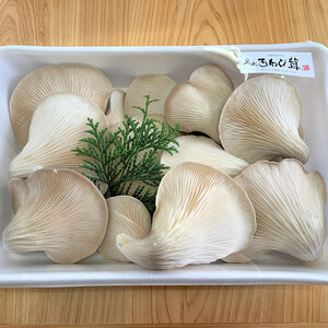 足太あわび茸（生）500ｇ