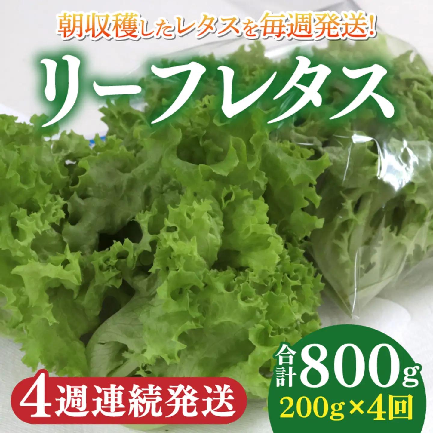 【定期便】4週連続お届け！採れたてフレッシュな無農薬リーフレタス（合計800g）野菜 葉っぱ