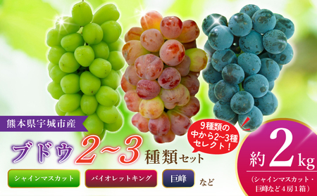 先行予約【2026年8月下旬から2026年9月上旬頃発送】 ブドウ 2～3種類セット 約2kg 