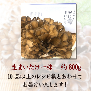【早期予約 2026年9月発送開始予定】 生まいたけ 大株 約800g 【安比まいたけ】 ／ 生 まいたけ 安比 舞茸 マイタケ 国産 岩手県産 きのこ キノコ 茸 野菜 一株 炊き込みご飯 炊込みご