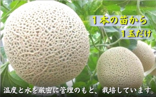 松浦アールスメロン(大容量)4玉【C5-023】 メロン アールスメロン 果実の王様 甘い 糖度14度以上 果物 フルーツ デザート