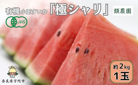 ＜予約販売＞【7月下旬〜8月上旬出荷】有機小玉すいか　「極シャリ」約2kg／ふるさと納税 有機 小玉すいか 極シャリ 贈答 ギフト お盆 お供え デザート おいしい 奈良県 宇陀市 類農園
