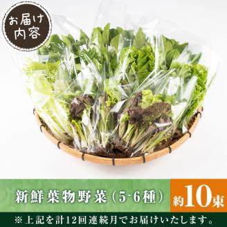 i850 ＜定期便・計12回(連続月)＞ひかりのお野菜(約10束・5～6種) 国産 野菜 やさい 葉物 旬 ほうれん草 水菜 チンゲン菜 小松菜 リーフレタス ルッコラ 水耕栽培 ミックスリーフ 山東