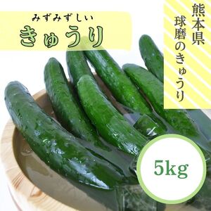 熊本県ＪＡくま産　球磨のきゅうり　5㎏【お届け時期：2025年5月中旬～10月下旬】