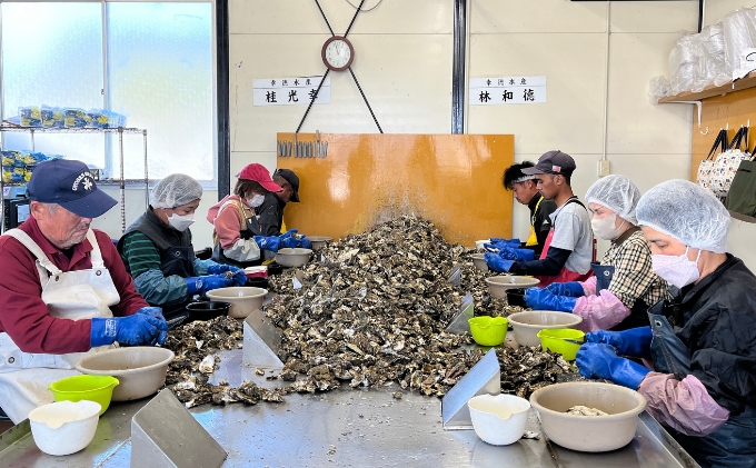 定期便【1月より3ヵ月連続お届け】旬の牡蠣を食べ比べ！ 姫路産 殻付き真牡蠣（加熱用）約4kg／カキ かき 貝類 兵庫県 特産品 1年牡蠣 魚介類 