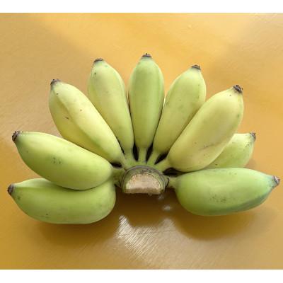 ふるさと納税 糸満市 【産地直送】 南国フーズ アップルバナナ 1kg〜1.2kg |  | 01