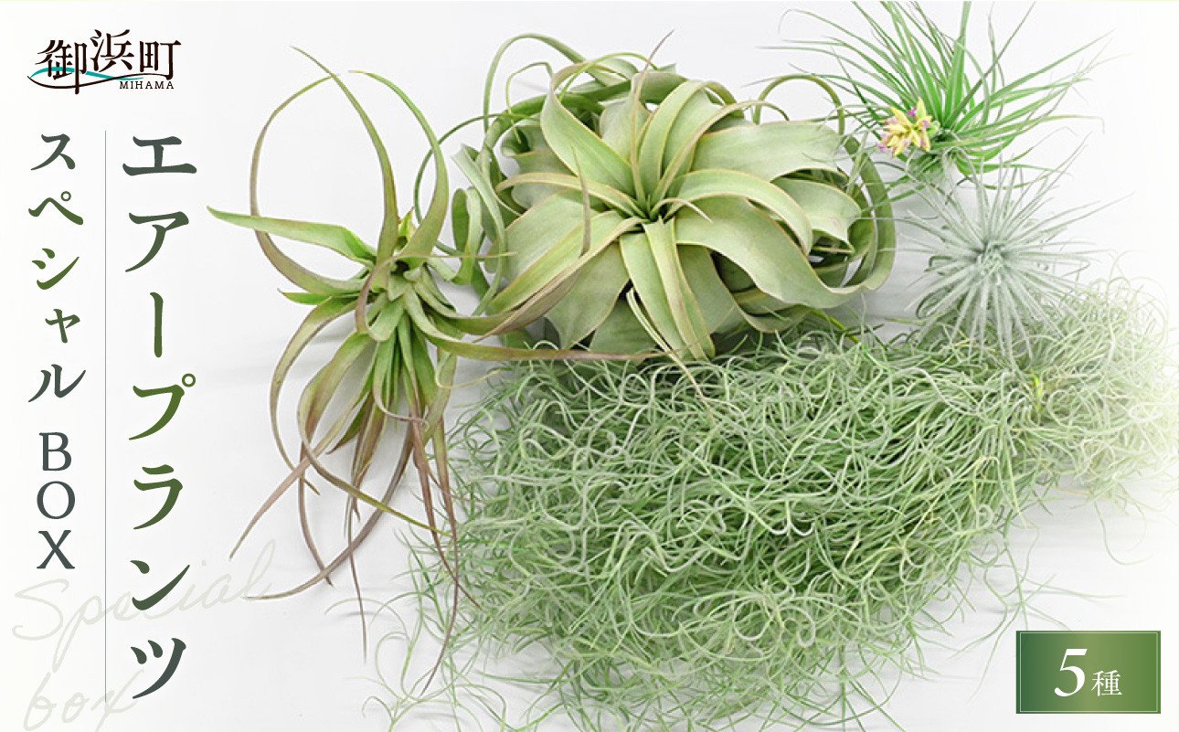 南紀グリーンハウスのエアープランツスペシャルBOX【エアープランツ プランツ ティランジア 詰め合わせ 観葉植物 植物 エアプランツ 園芸 インテリア ギフト セット 三重県 御浜町 】