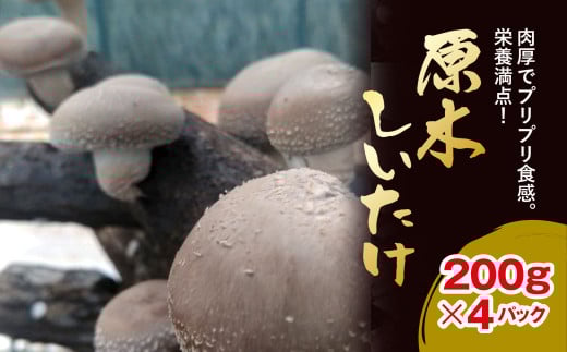 原木しいたけ 200ｇ×4パック【 ふるさと納税 人気 おすすめ ランキング しいたけ 椎茸 茸 きのこ パック 大容量 千葉県 大網白里市 送料無料 】 AU003