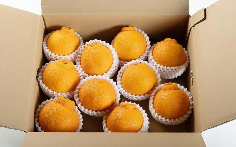 大玉 不知火 3kg(デコポンと同一品種)【2027年2月下旬から4月下旬頃順次発送予定】デコポン