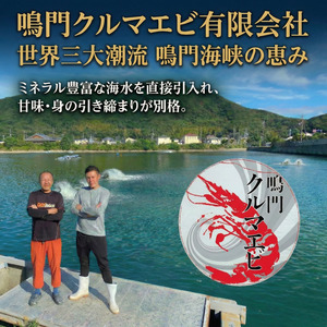 【指定日必須】 活き車海老 1kg 約60尾～100尾 クルマエビ