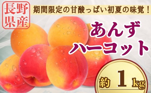 【2026年先行予約】あんず ハーコット 約1kg｜ 生あんず 果物 フルーツ 杏子 アンズ アプリコット 千曲市 長野県 信州