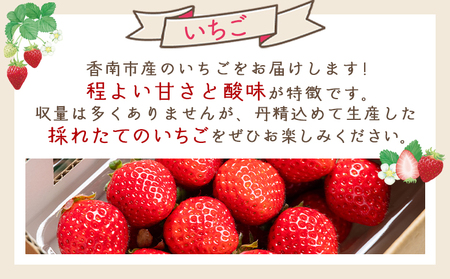 いちご 4パック（各パック15～18個） 計60個程度  【 いちごいちごいちごいちごいちごいちご  】  yr-0054