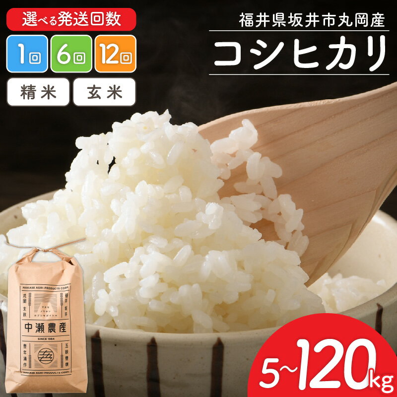 【ふるさと納税】【先行予約】【令和7年産・新米】 米 坂井市丸岡町産 コシヒカリ 5kg/10kg 【選べる内容量・精米方法・発送回数】 清々しい香りとさわやかな甘みが自慢のお米！ 【2025年10月より順次発送予定】 【お米 定期便 こめ こしひかり 5キロ 10キロ 6ヶ月 12ヶ月】