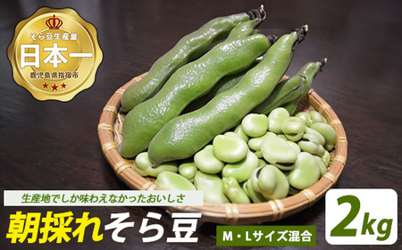【2026年2月下旬～発送】鹿児島県指宿市産 そら豆 約2kg M・Lサイズ混合 (西村商店/012-2075) そら豆 ソラマメ 鹿児島県産 指宿産 朝採れ 野菜 国産 新鮮 朝取り 豆類 おつまみ おかず