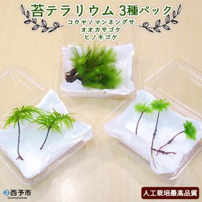 ふるさと納税 西予市 コウヤノマンネングサ・オオカサゴケ・ヒノキゴケの苔テラリウム用3種パック 人工栽培高品質