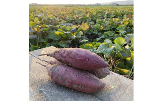 熟成さつまいも みーつ (ねっとり系) 3.0kg ｜ 紅はるか べにはるか 甘い ねっとり 熟成 国産 産地直送 スイーツ おやつ 焼き芋 焼芋 焼きいも スイートポテト 天ぷら 干し芋 ギフト お