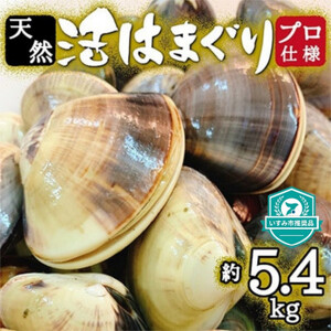 プロも認める活はまぐり 国産 天然 約5.4kg 千葉県 九十九里産【配送不可地域：離島・沖縄県】【1226356】