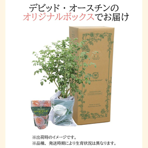 【 イングリッシュローズ 】 デビッド・オースチン つるバラ鉢苗（バラ専用肥料付） 花 バラ 薔薇 ばら インテリア ガーデニング フラワー つるバラ鉢苗 鉢苗 植物 薔薇苗 フラワー 初心者【025