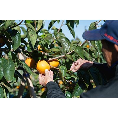 ふるさと納税 かすみがうら市 画期的な食感と甘さ柿「太秋」約3.5kg以上(10個〜12個) |  | 02