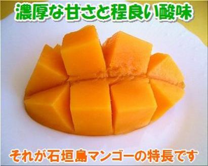 石垣島産 完熟マンゴー 約1kg エコ箱入り（2～3個入り）SI-31