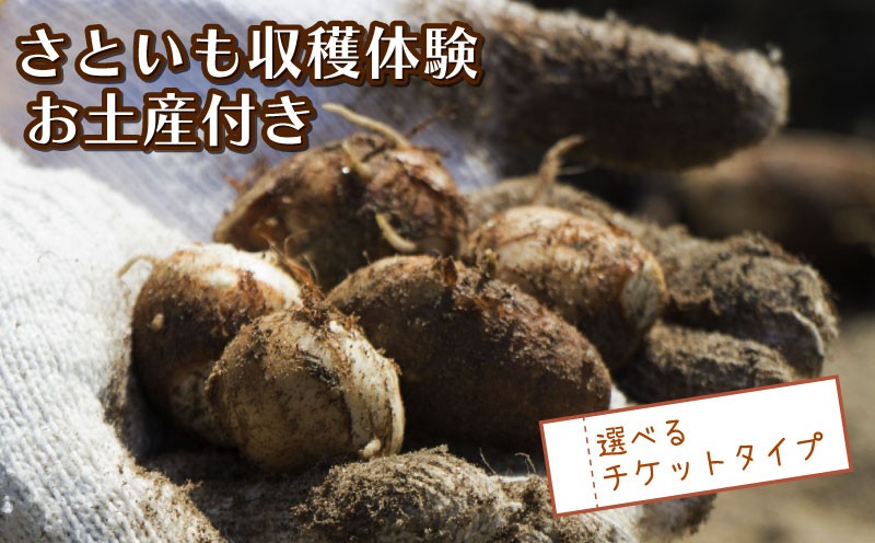 
            さといも堀り お土産付き こども 親子 沼津 戸田  実季楽農園 【海と山に育まれた 戸田 の恵を掘り起こそう】 収穫 収穫体験 体験 野菜 さといも 掘り 思い出 観光 沼津市 静岡県
          