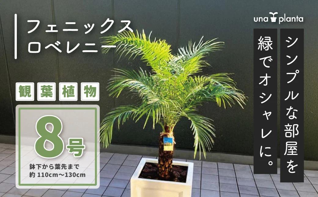 観葉植物 フェニックスロベレニー ロベ 8号（鉢下から葉先まで約H110cm〜130cm） / 秦野 神奈川 南国感 インテリア オシャレ 室内 室外 鉢物 親王椰子 常緑低木 美しいフォルム